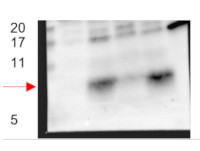 PDF1 | Plant defensin 1.1 in the group Antibodies Plant/Algal / Environmental Stress / Salt stress at Agrisera AB (Antibodies for research) (AS16 3973)